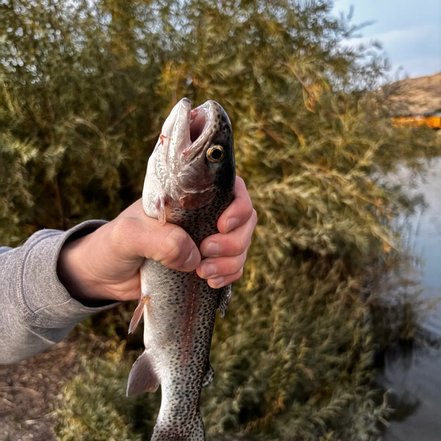 Fish caught on Fishbrain