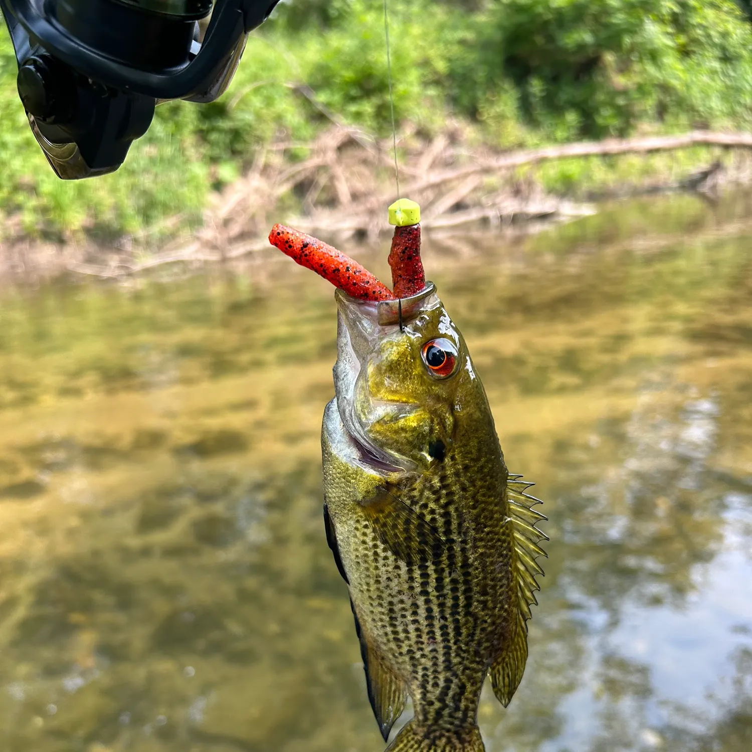 Rock bass caught on Fishbrain