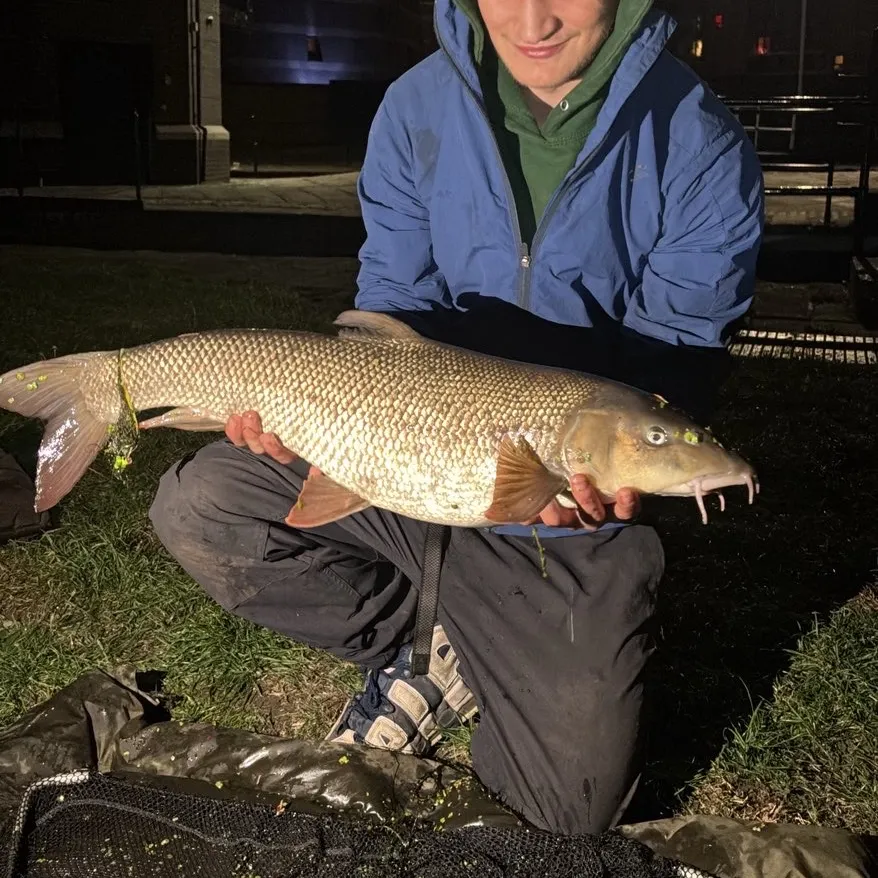 Common barbel caught on Fishbrain