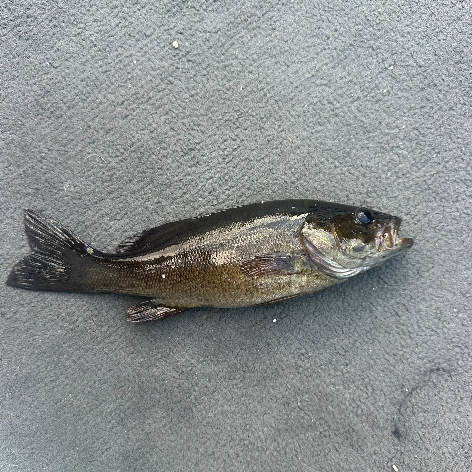 Smallmouth bass caught on Fishbrain