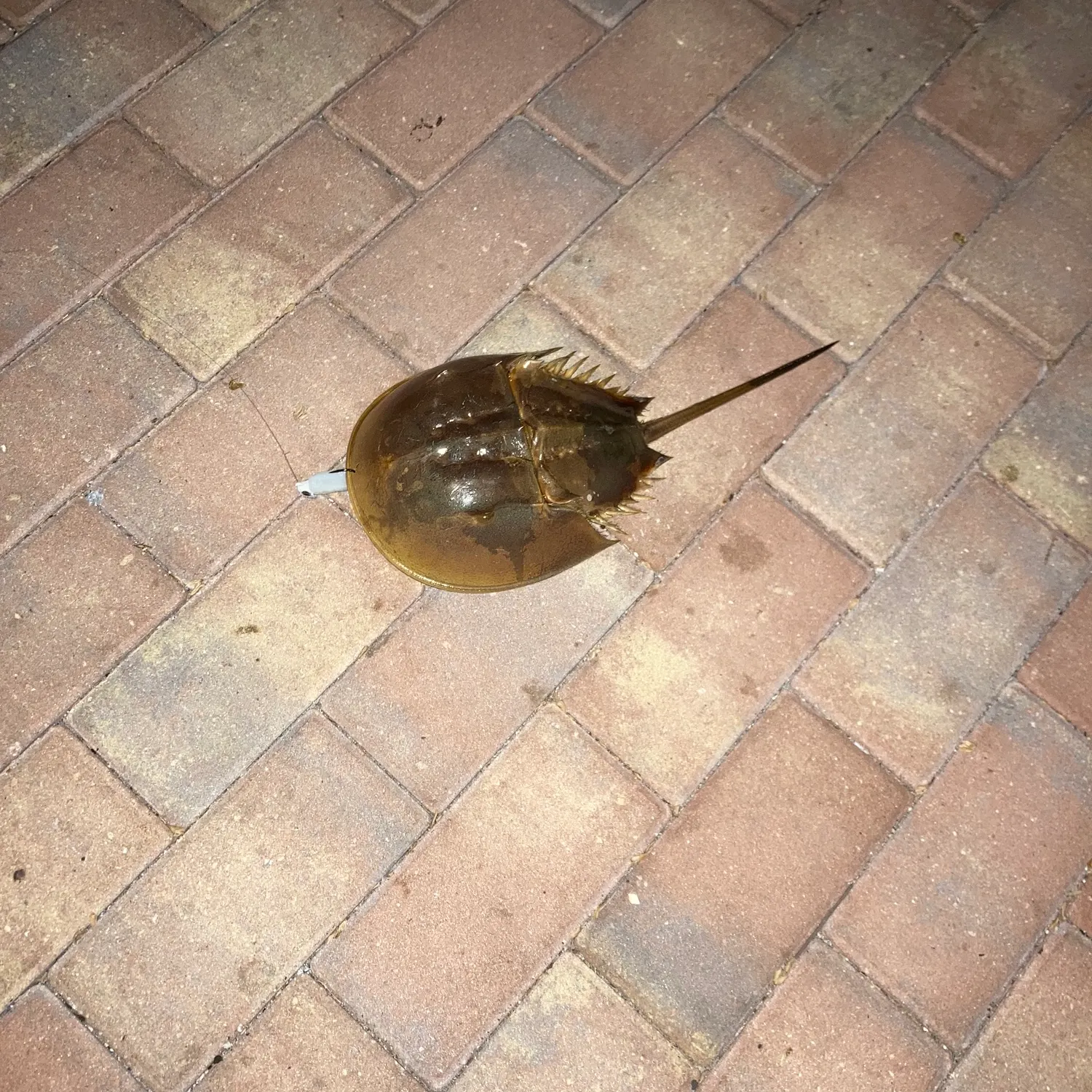 The most recent Atlantic horseshoe crab catches on Fishbrain