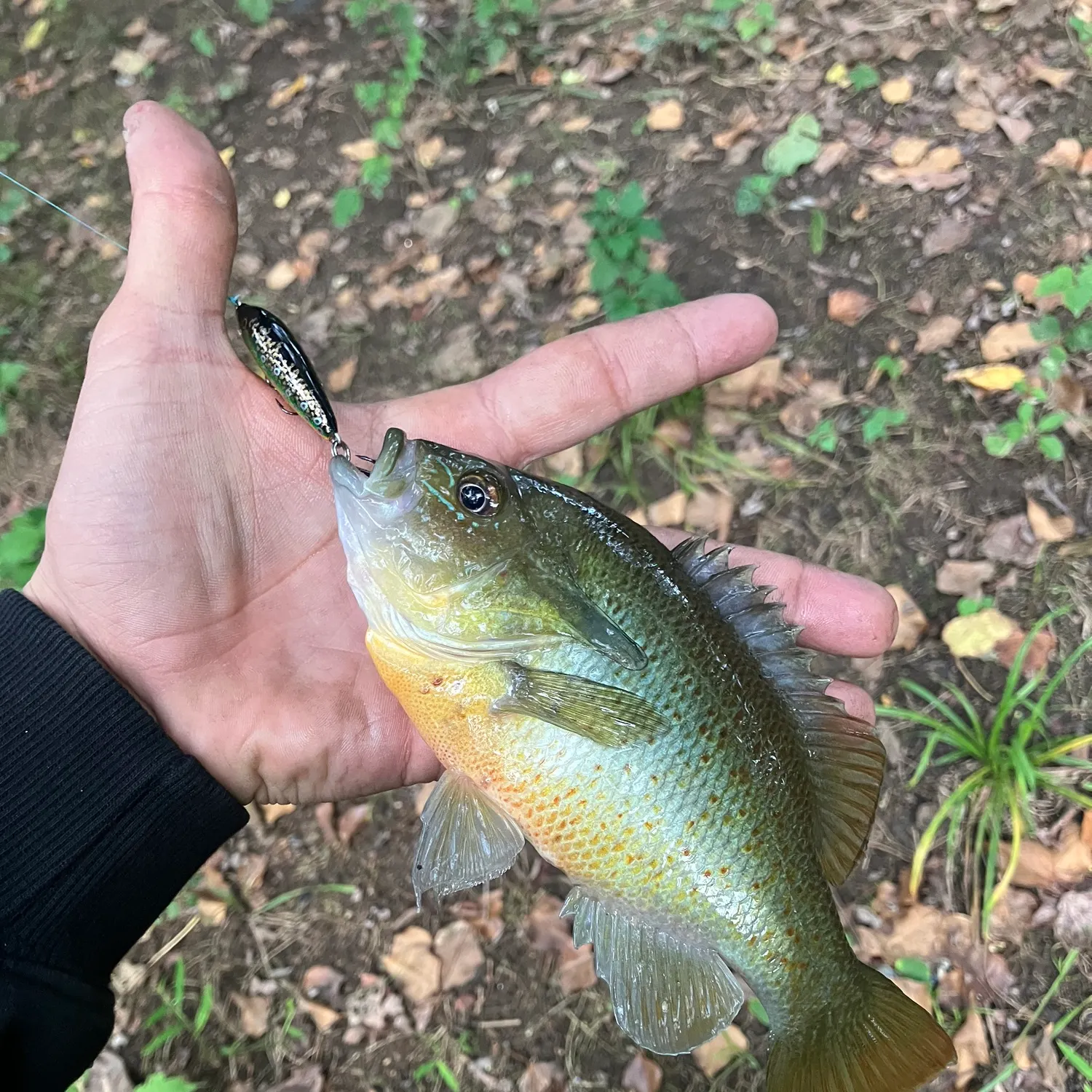 Redbreast sunfish caught on Fishbrain
