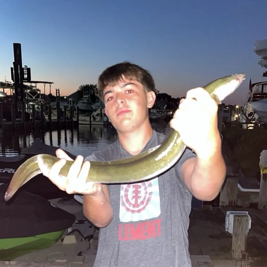 American eel caught on Fishbrain