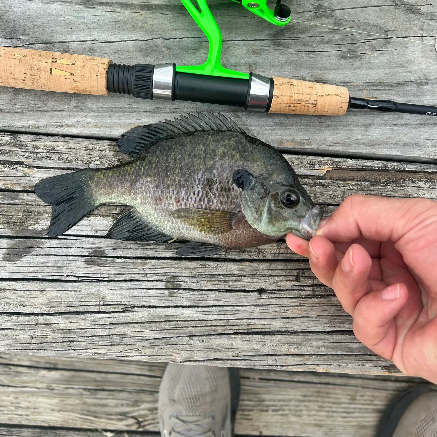 recently logged catches