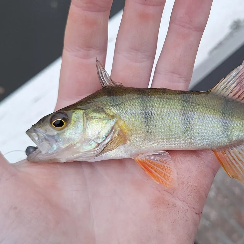 European perch caught on Fishbrain