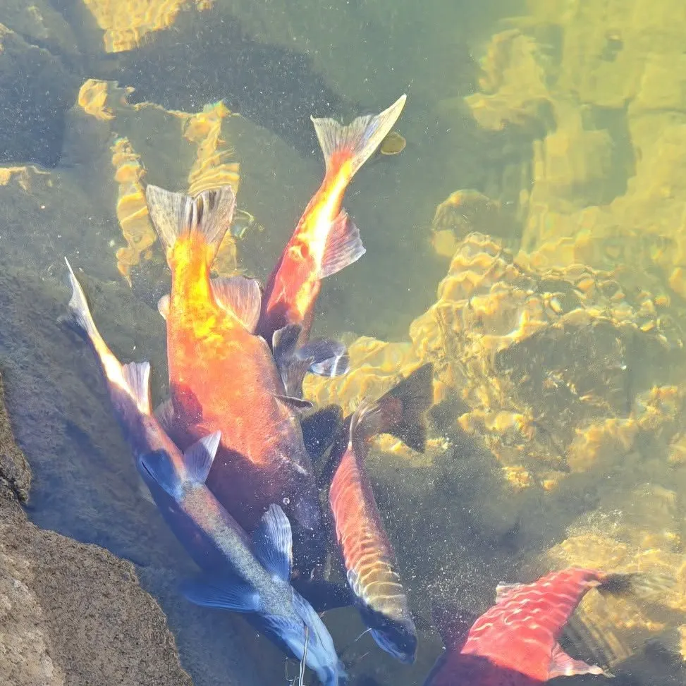 The most recent Kokanee salmon catches on Fishbrain