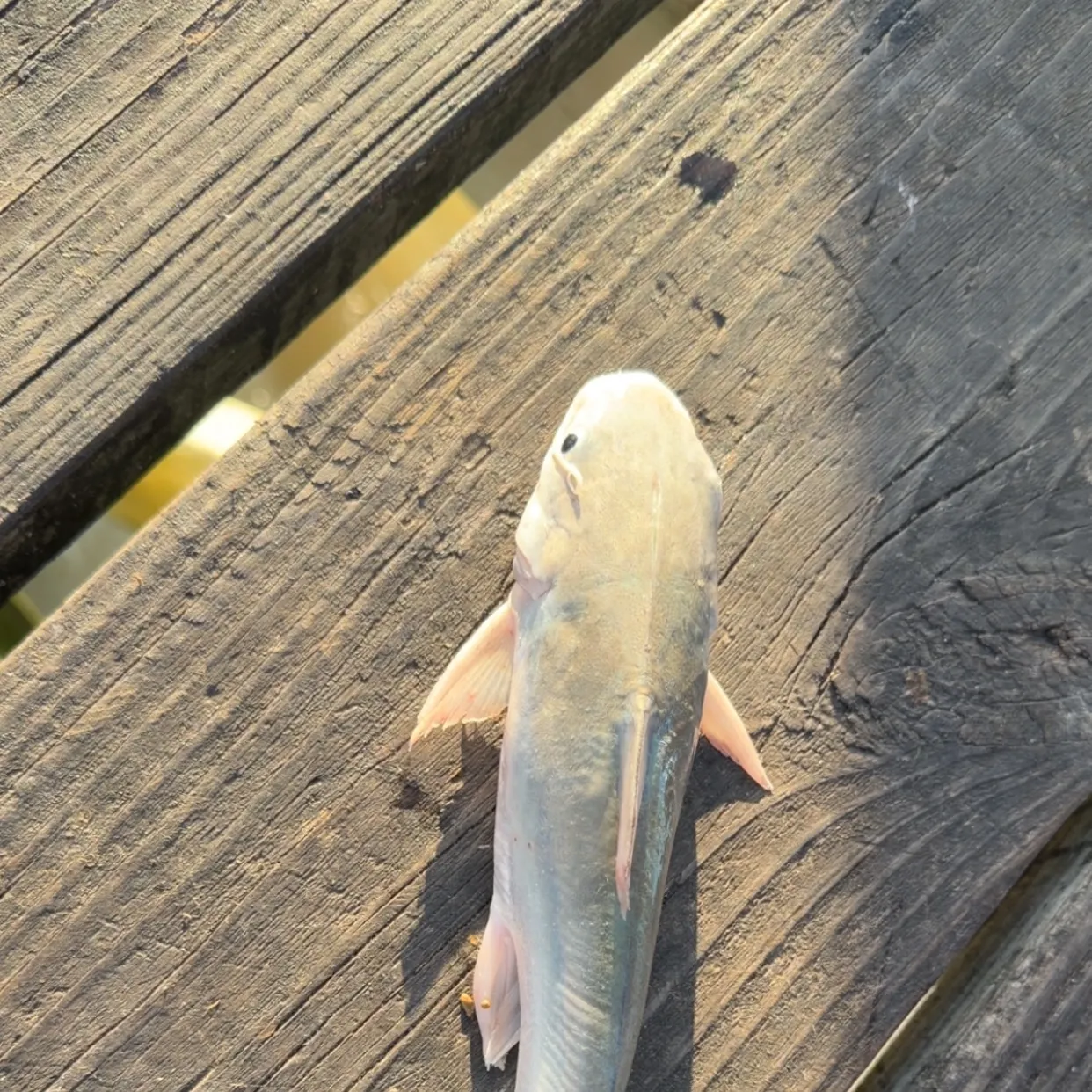 Gafftopsail sea catfish caught on Fishbrain