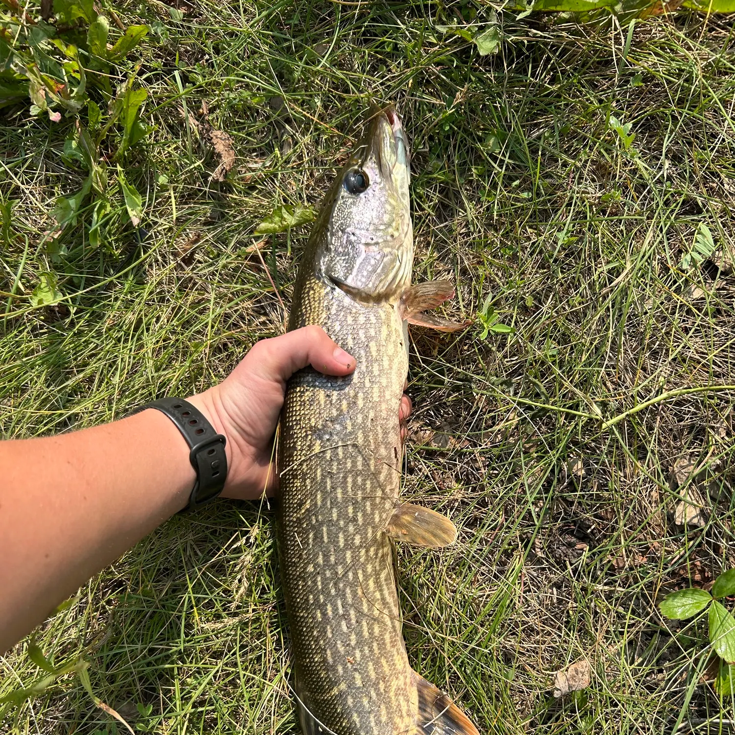 Fish caught on Fishbrain