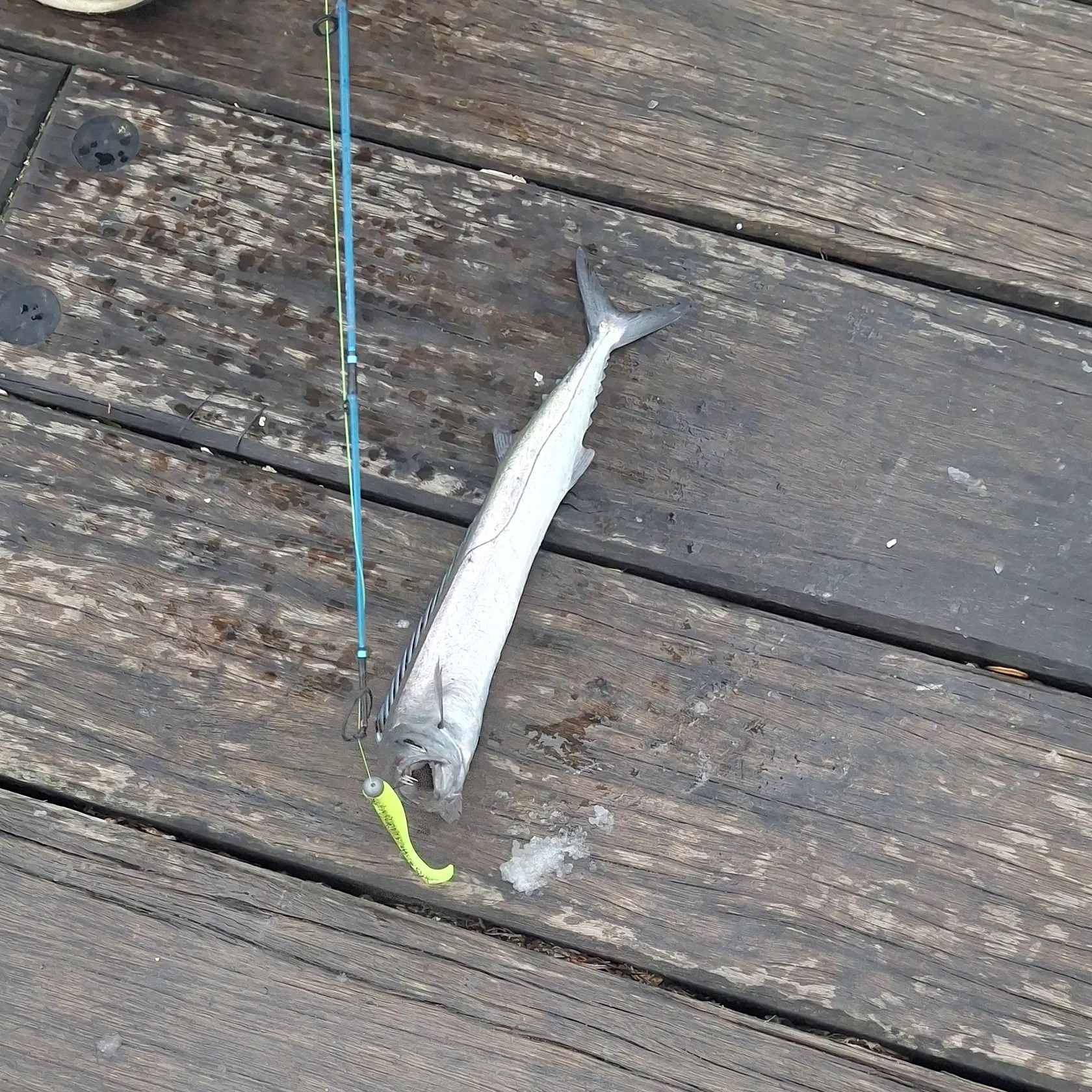 Snoek caught on Fishbrain