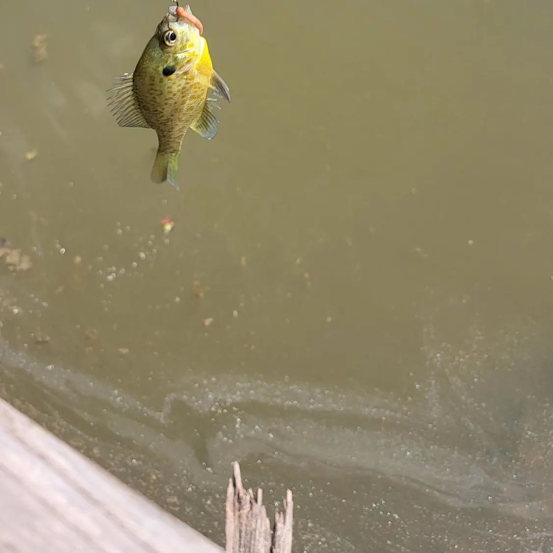 Green sunfish caught on Fishbrain