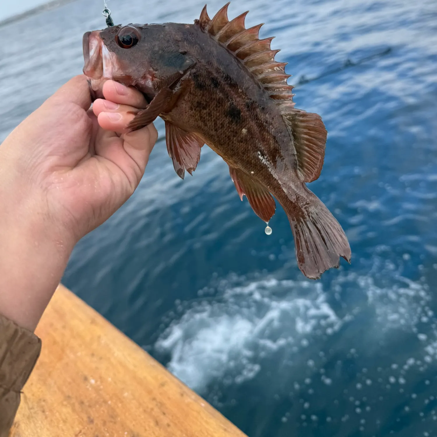 The most recent Brown rockfish catches on Fishbrain