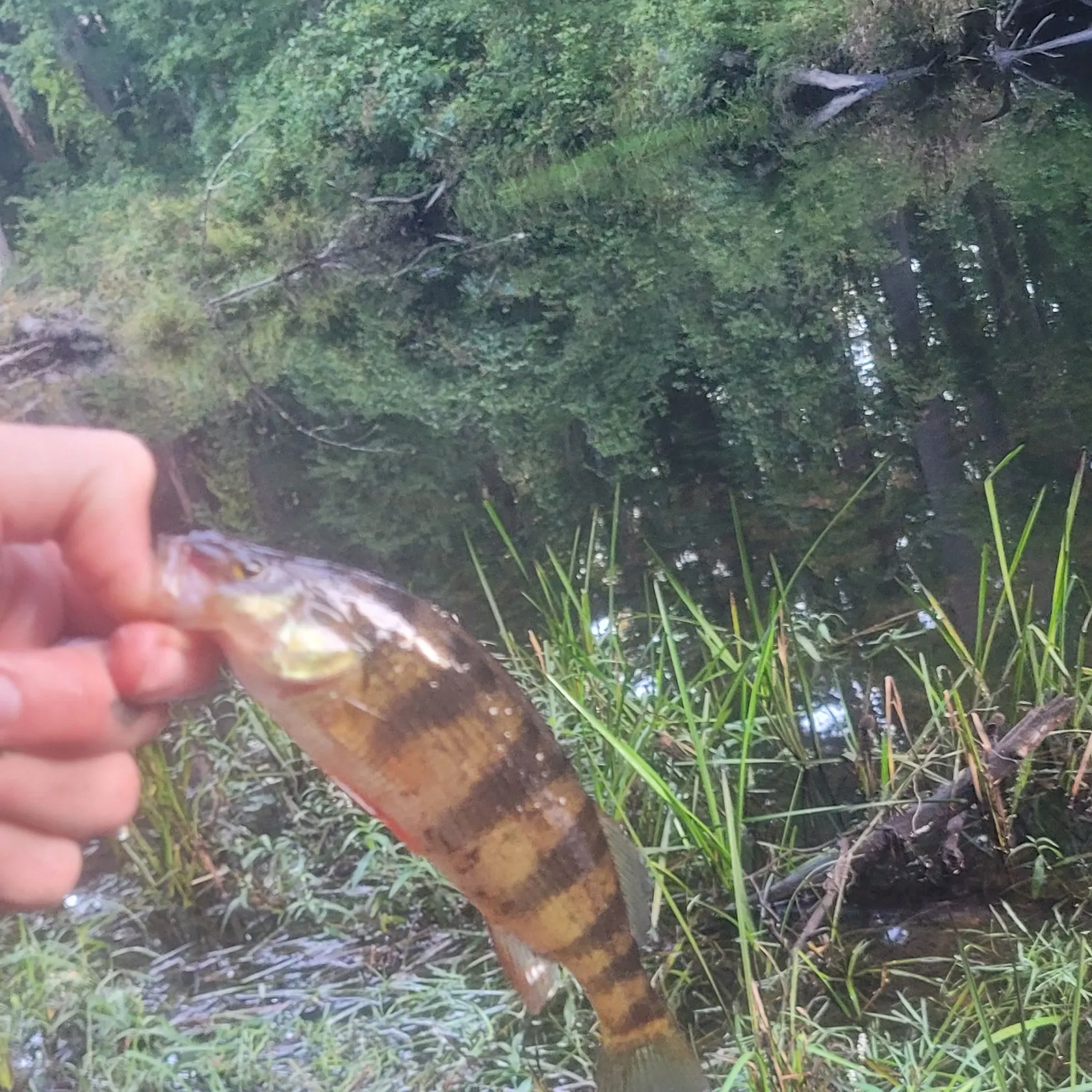 Yellow perch caught on Fishbrain