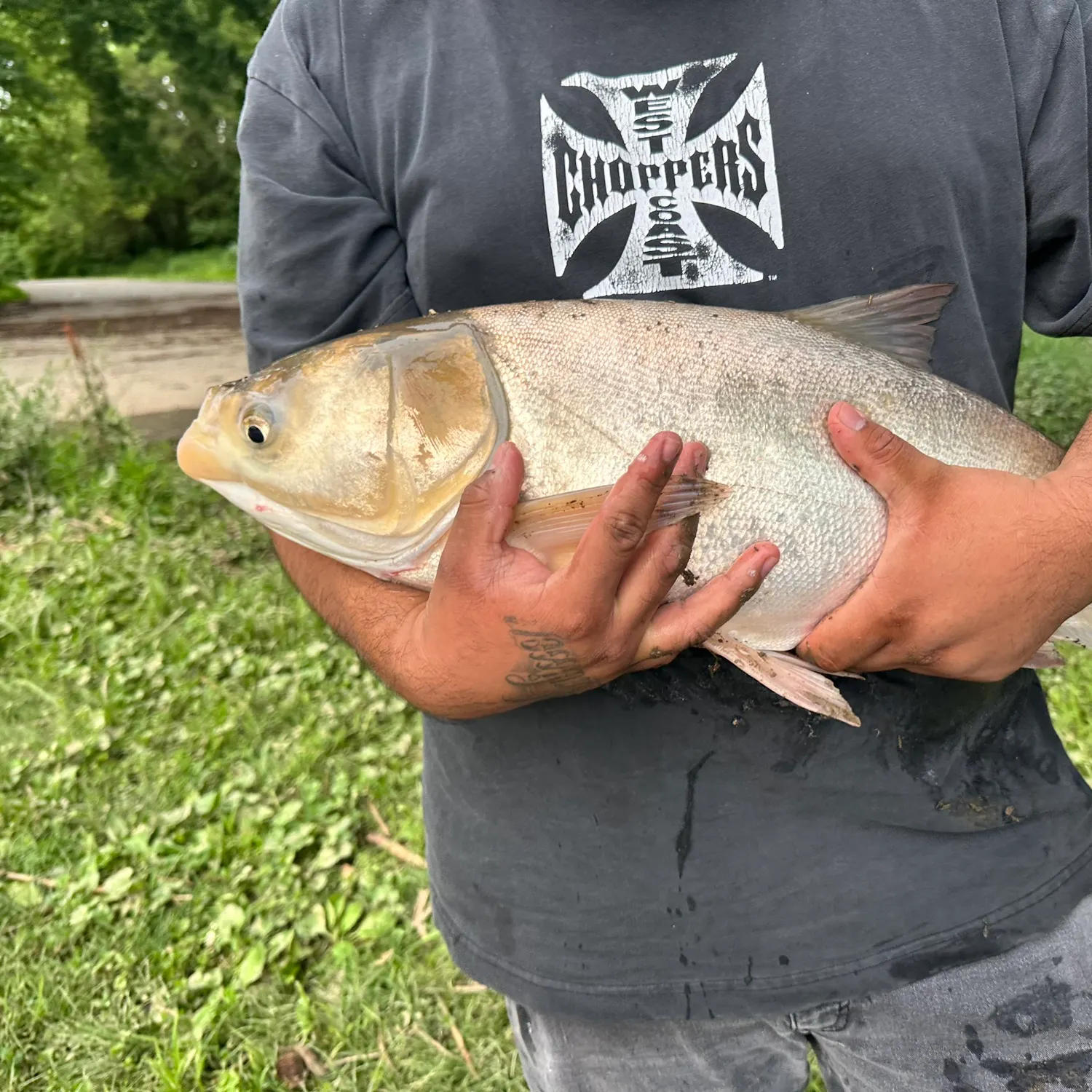 The most recent Silver carp catches on Fishbrain