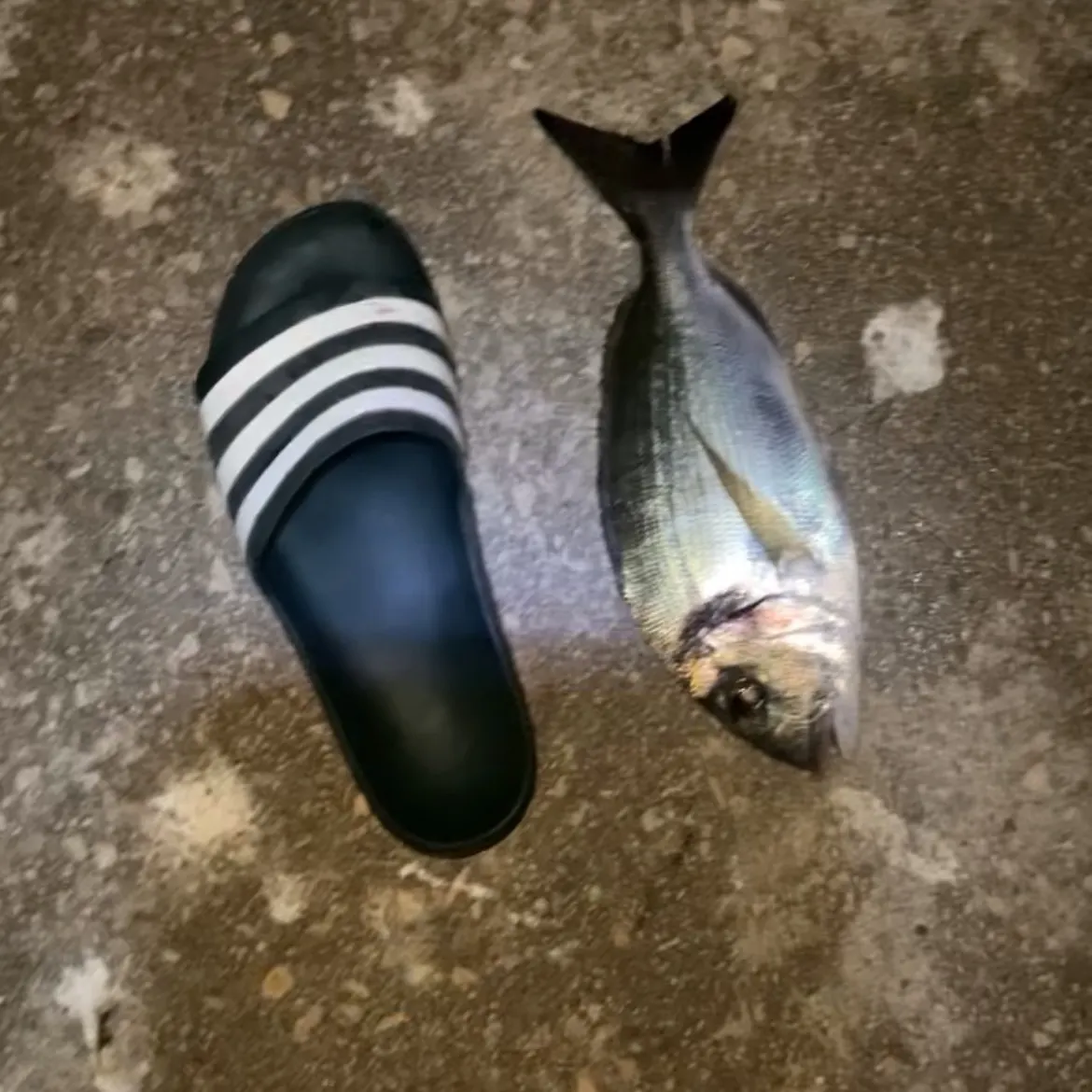 The most recent Dorada catches on Fishbrain
