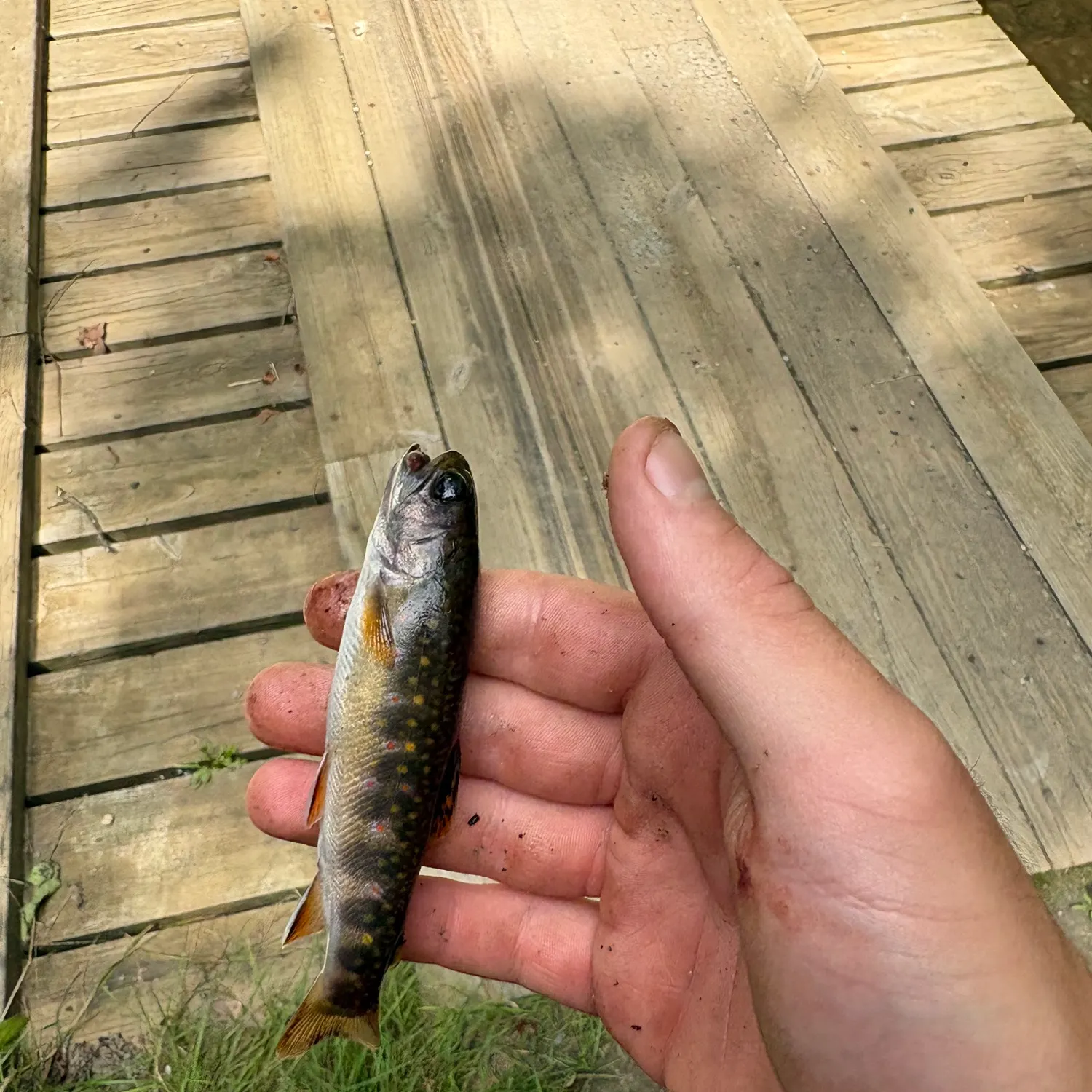 Brook trout caught on Fishbrain