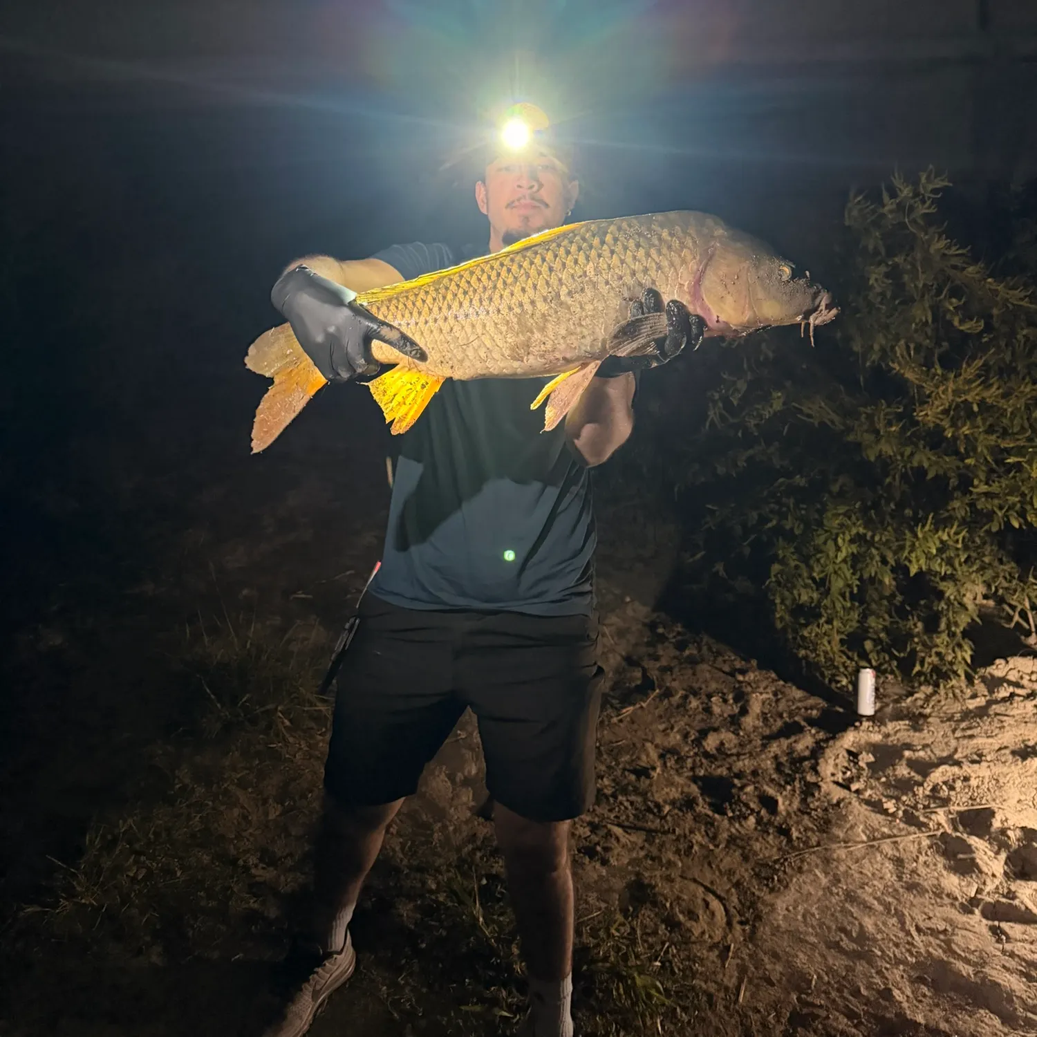 Common carp caught on Fishbrain