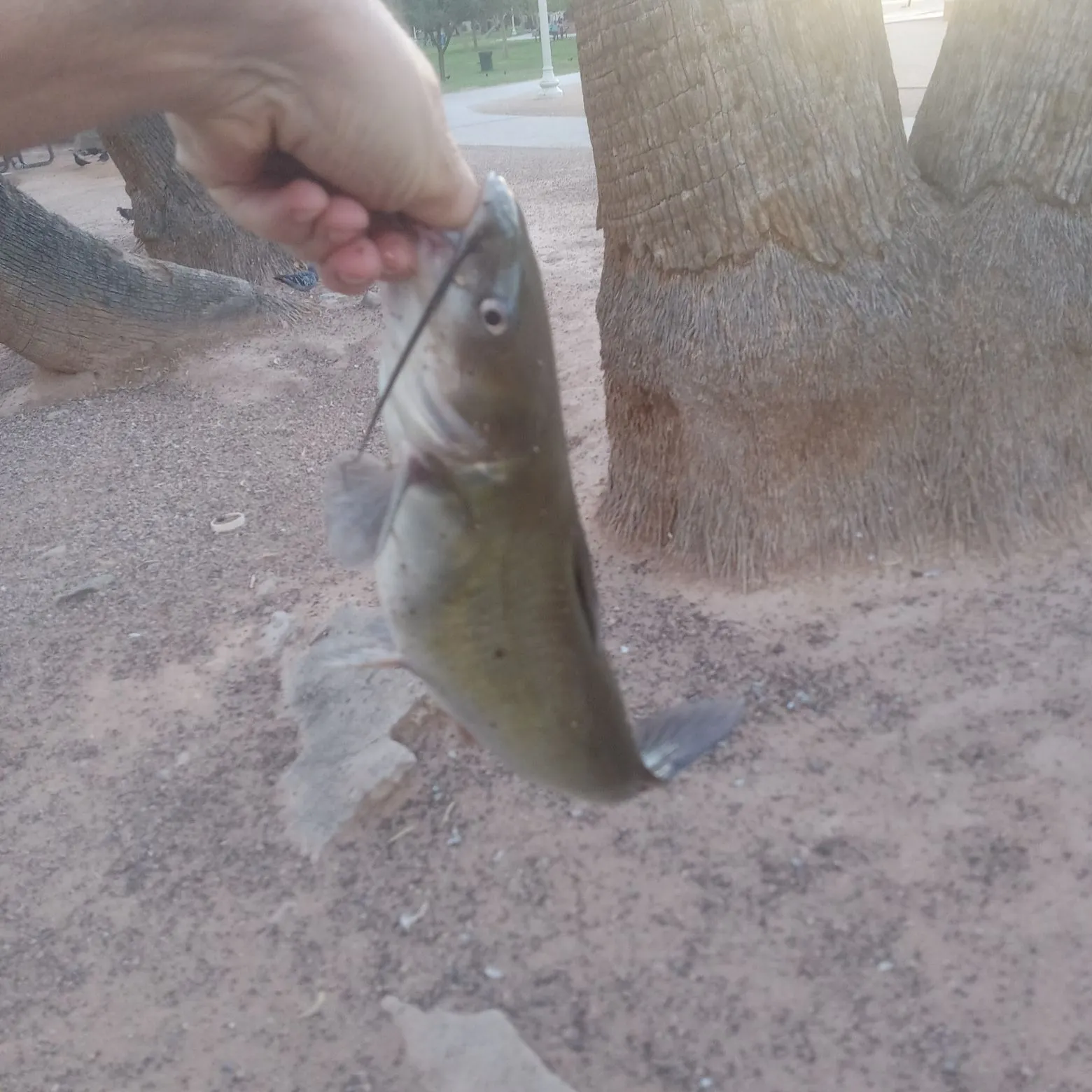 Channel catfish caught on Fishbrain