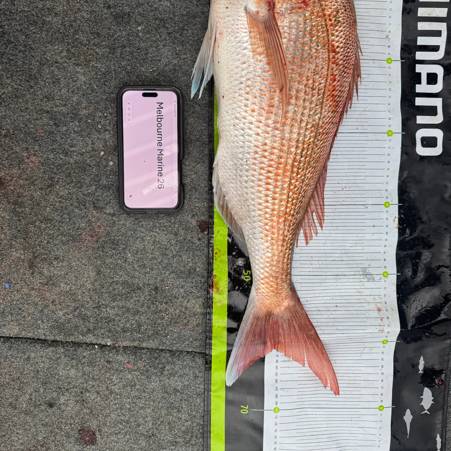 Australasian snapper caught on Fishbrain
