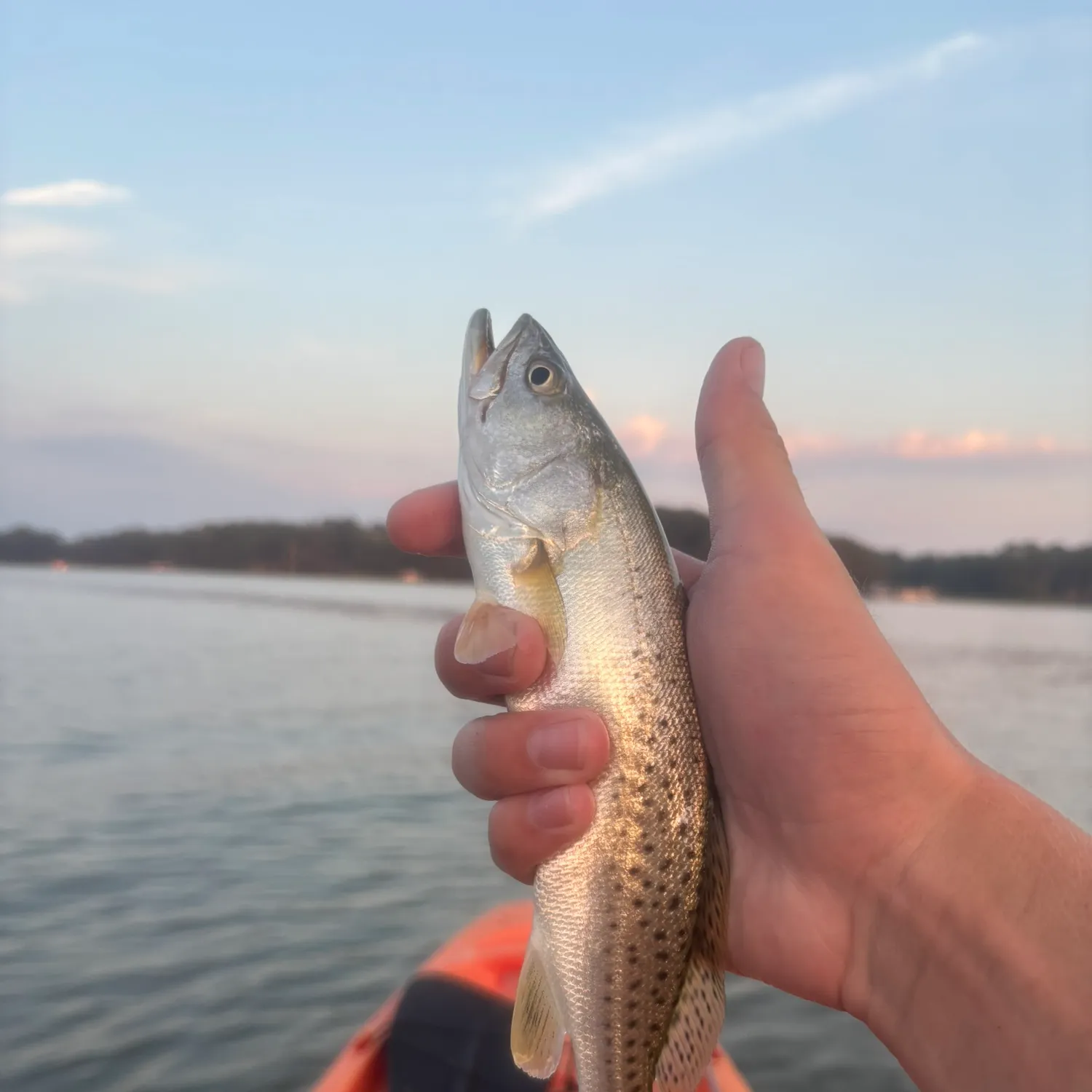 Spotted seatrout caught on Fishbrain