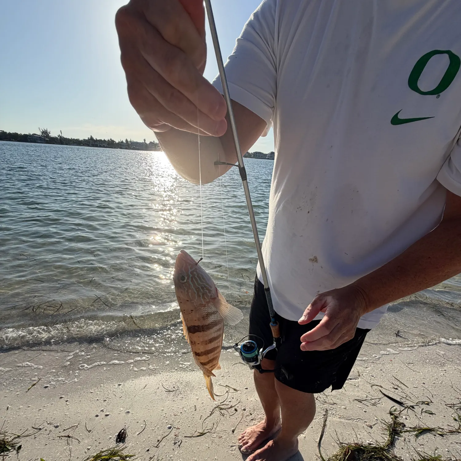 The most recent Dark-striped squirrelfish catches on Fishbrain