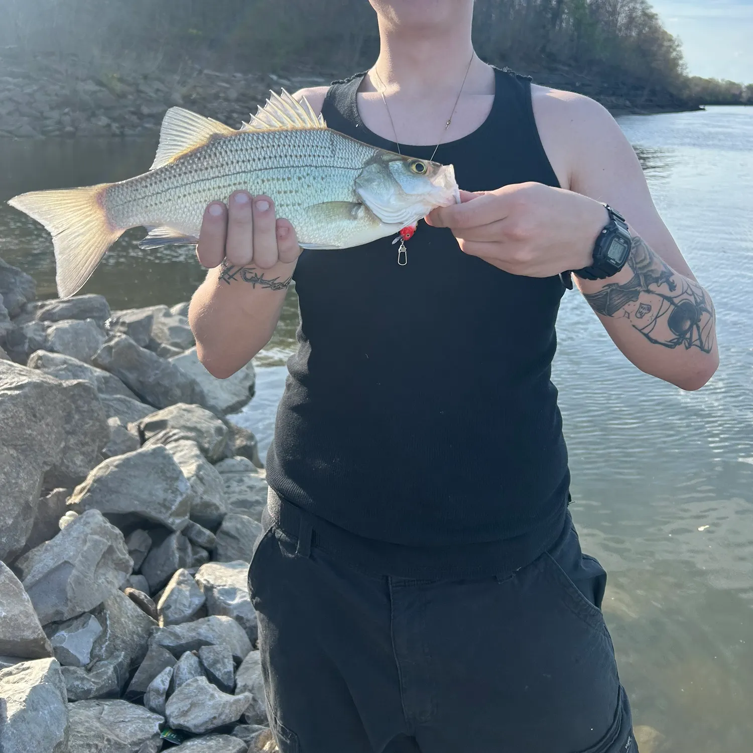 The most recent White bass catches on Fishbrain