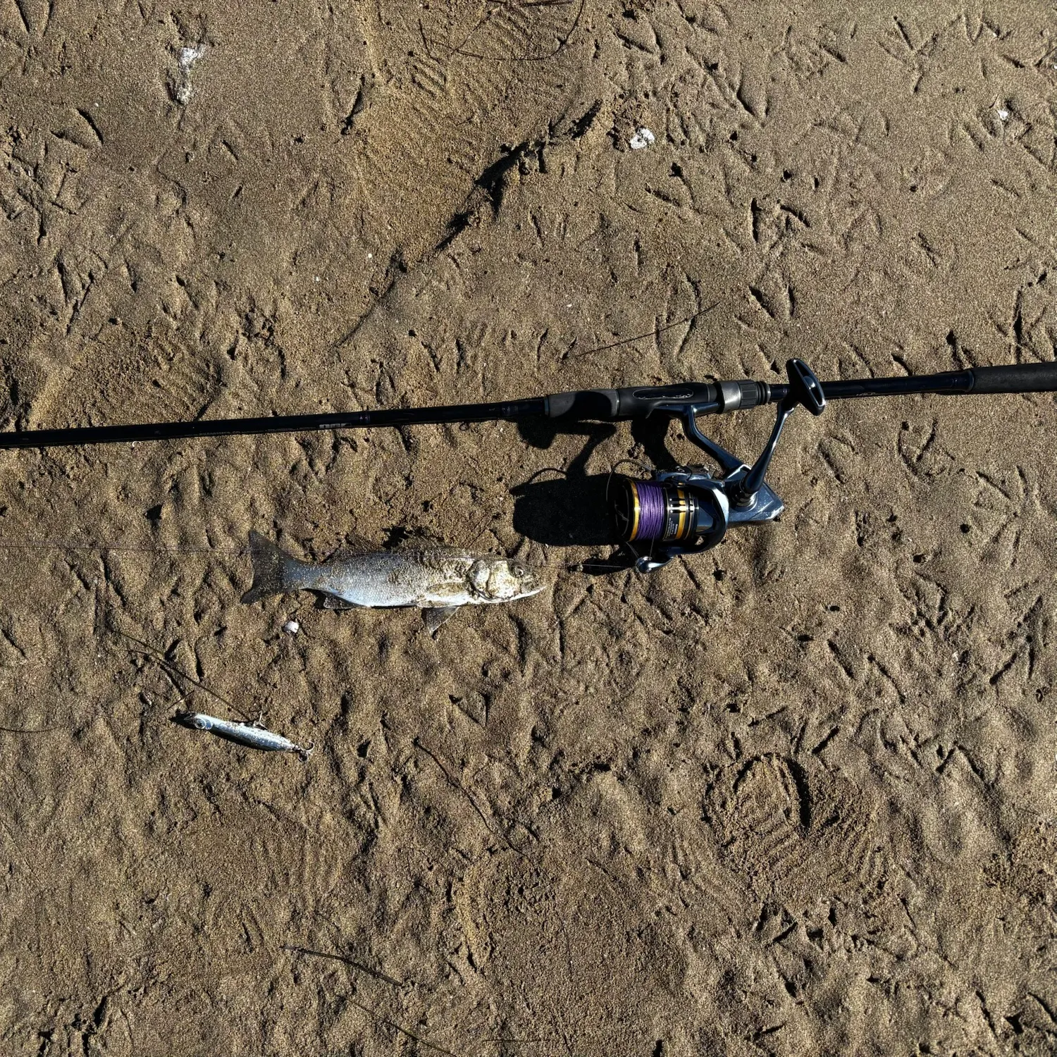 Spotted seabass caught on Fishbrain
