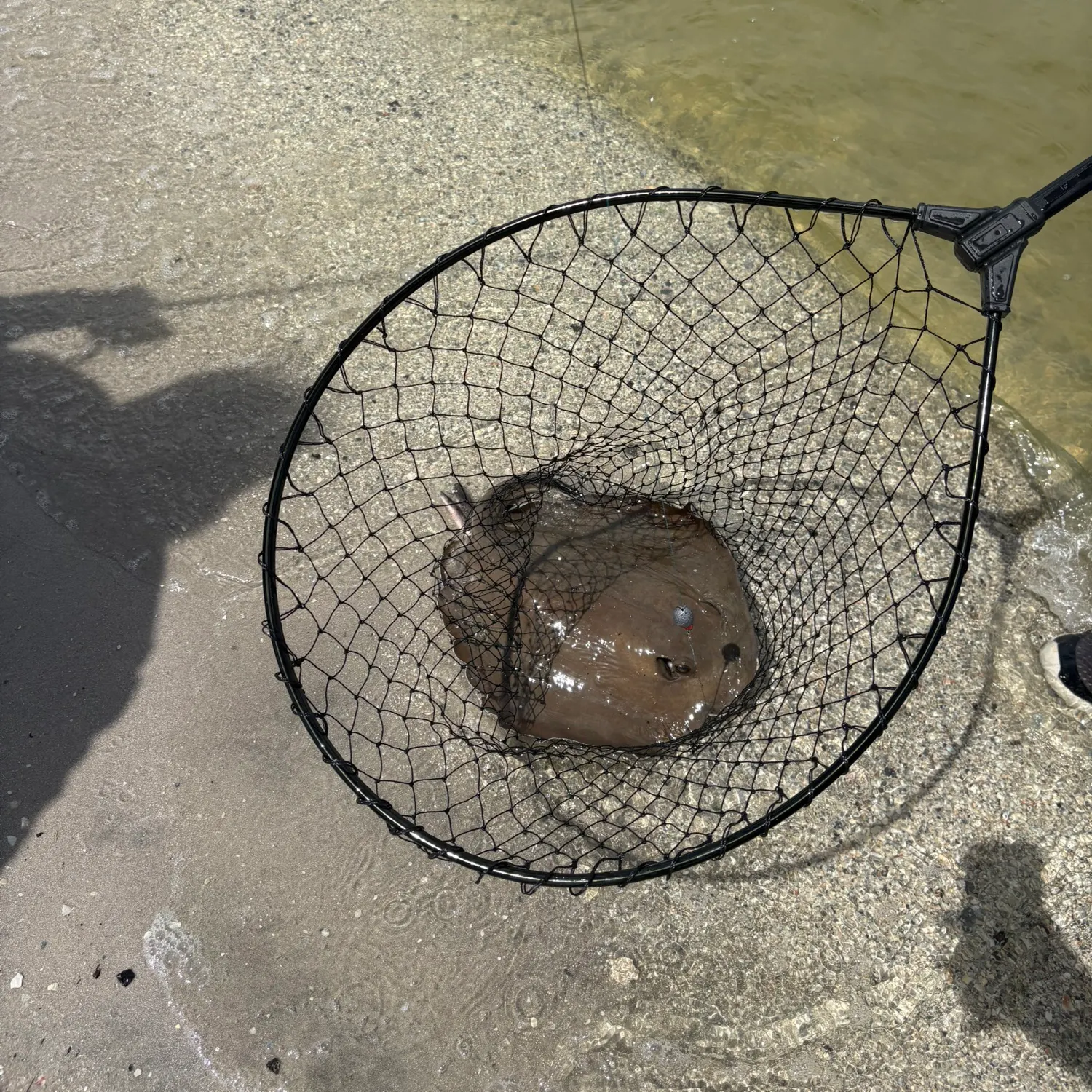 The most recent Bluntnose stingray catches on Fishbrain