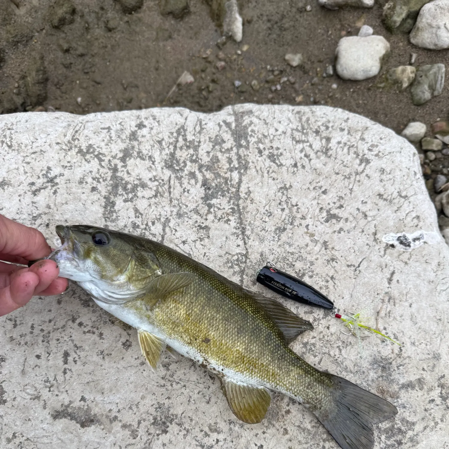 Smallmouth bass caught on Fishbrain