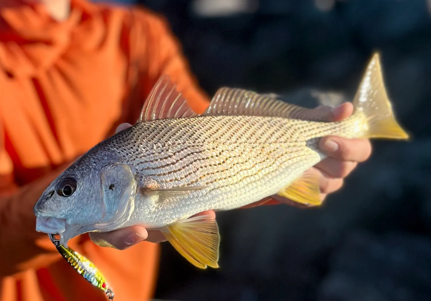 Yellowfin croaker