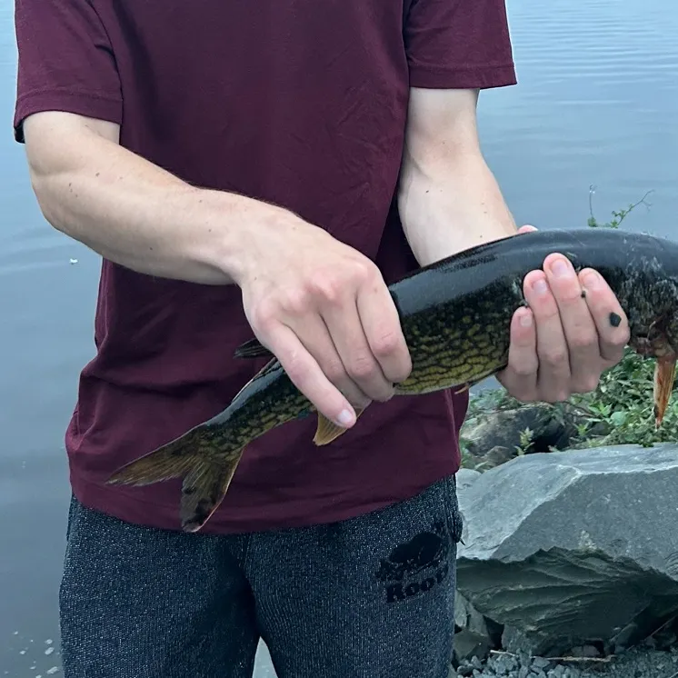 Chain pickerel caught on Fishbrain