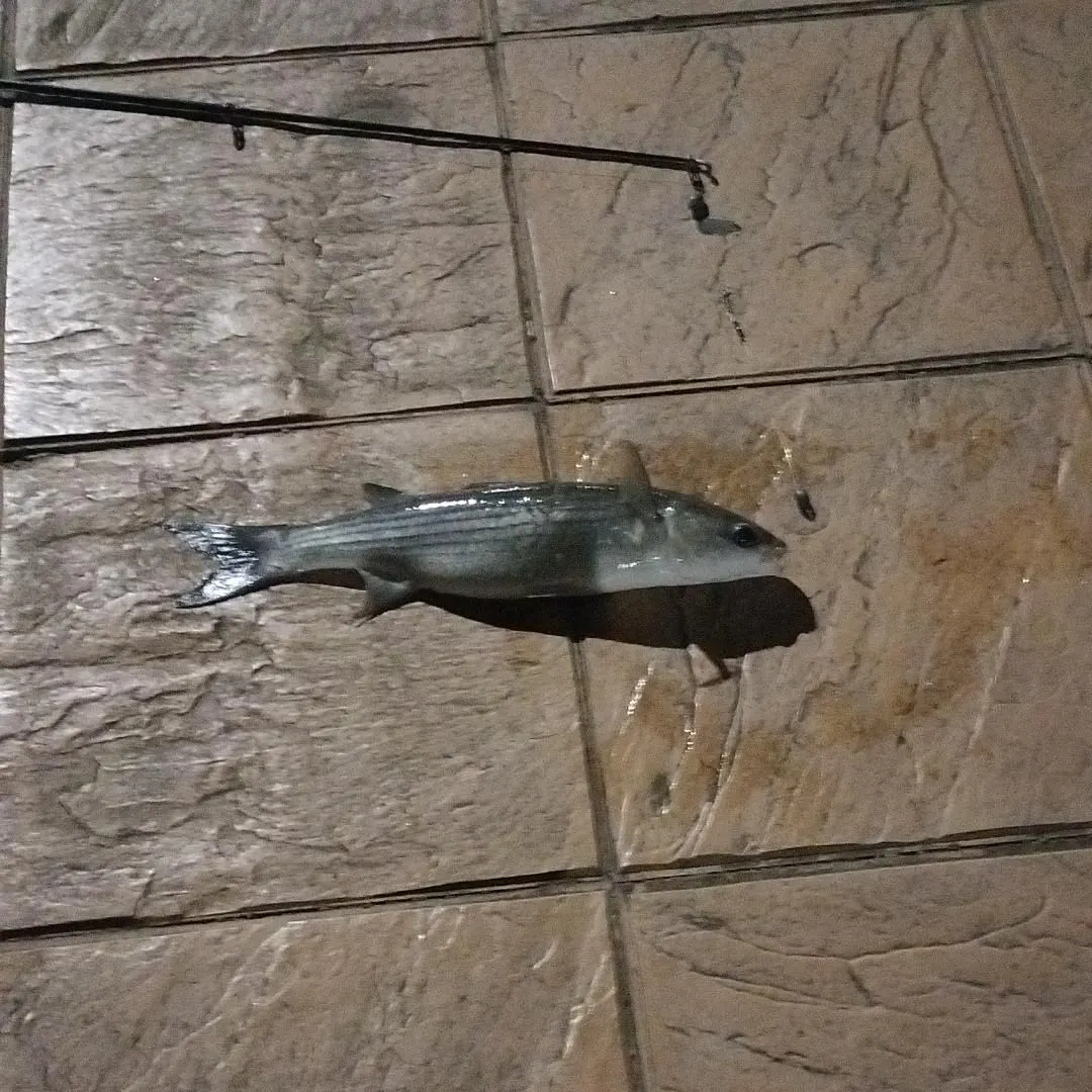 Striped mullet caught on Fishbrain