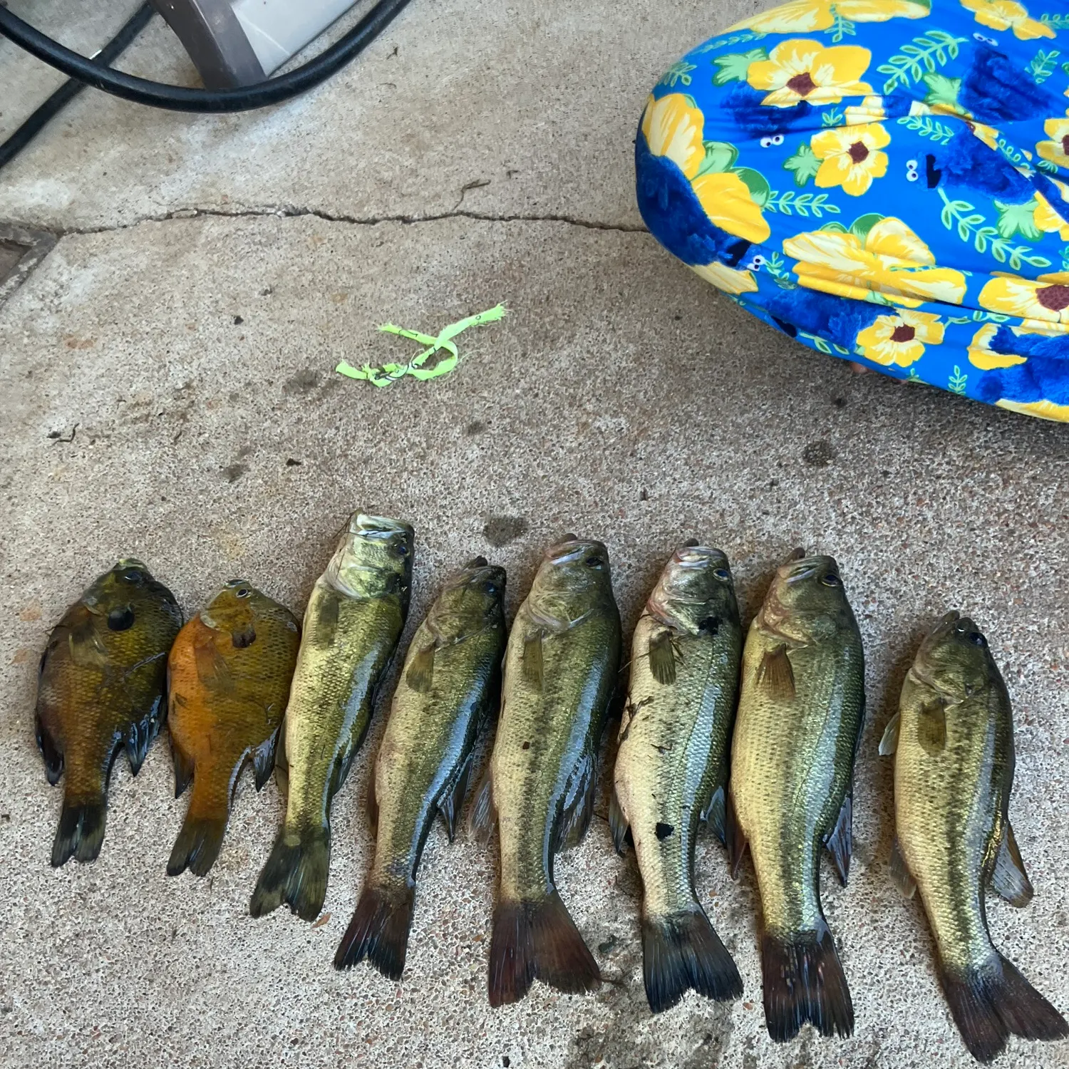 recently logged catches