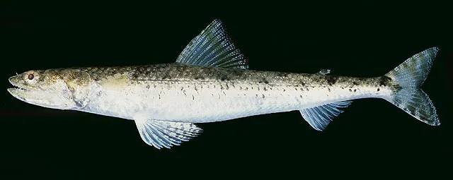 Clouded lizardfish