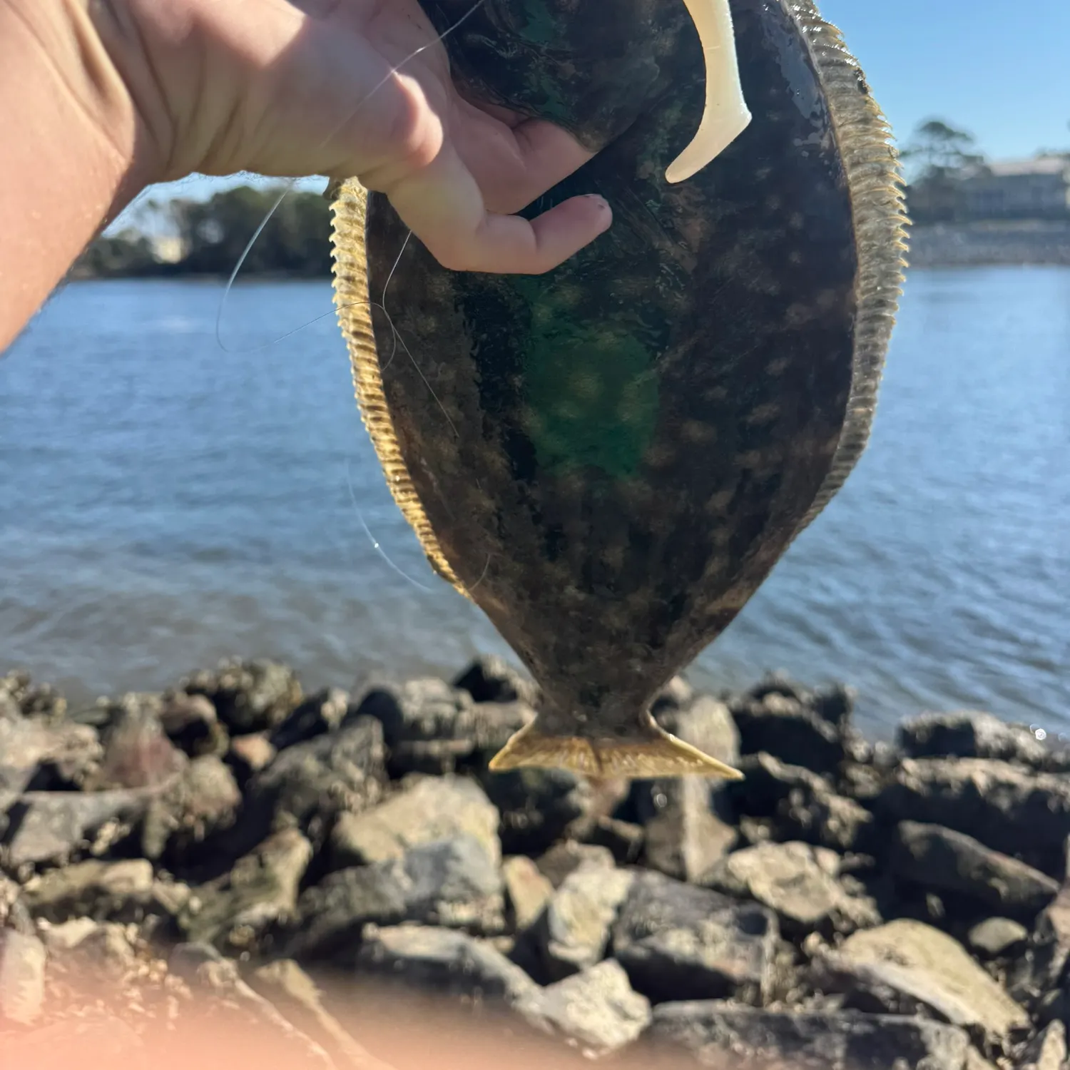 The most recent Summer flounder catches on Fishbrain