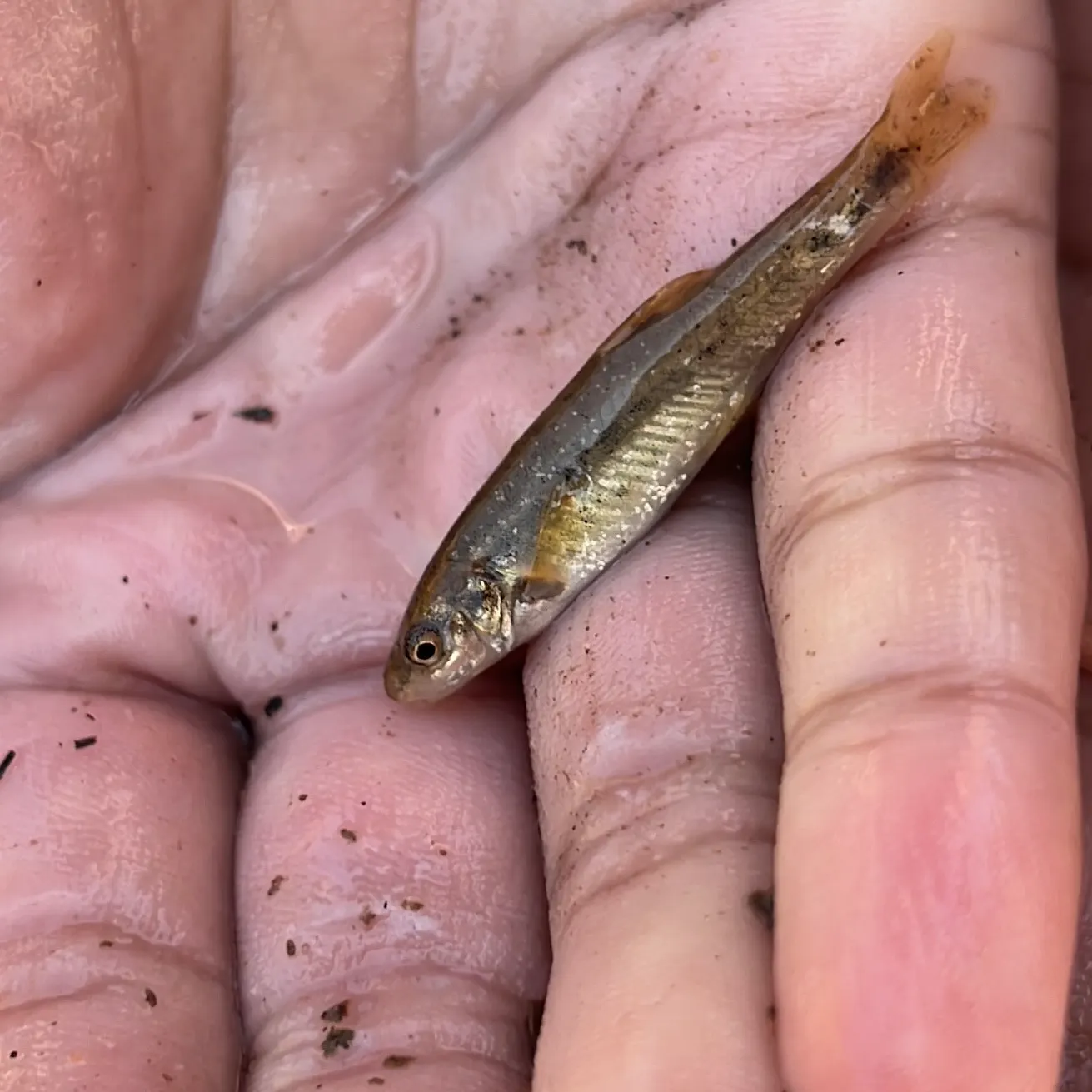 The most recent Longfin dace catches on Fishbrain