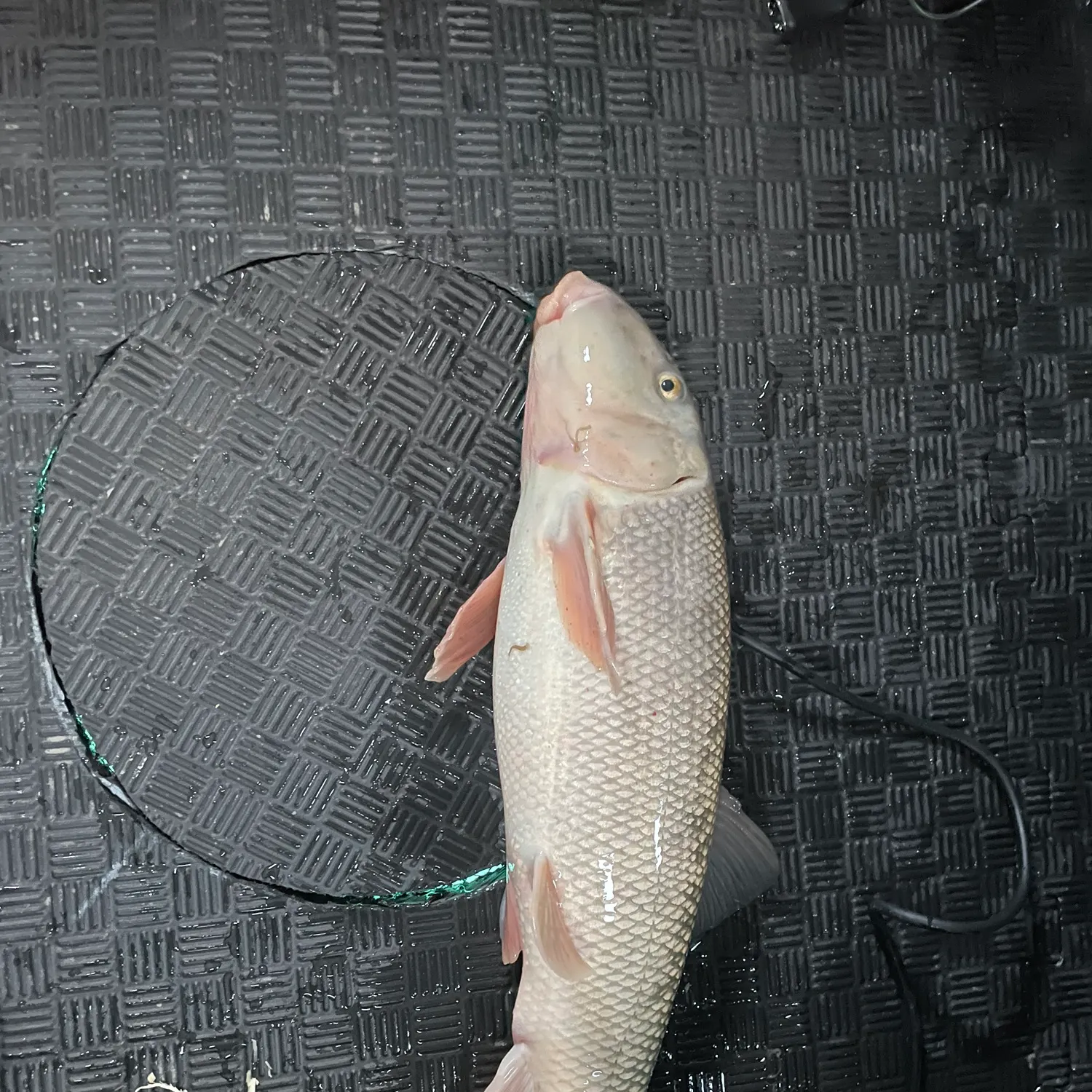 The most recent White sucker catches on Fishbrain