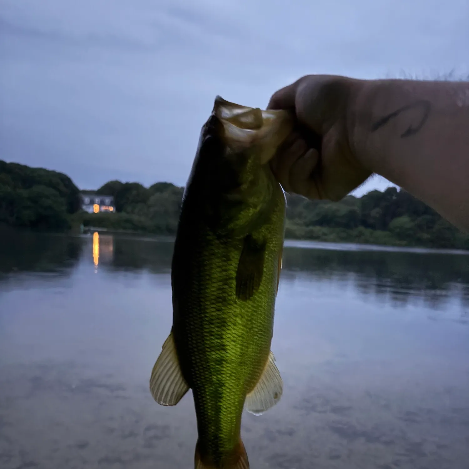 Largemouth bass caught on Fishbrain