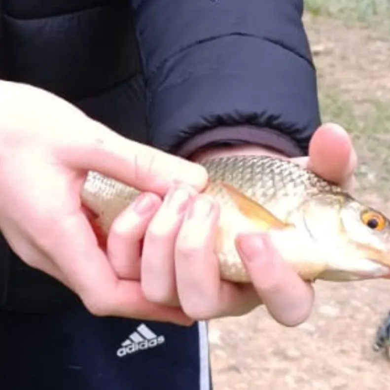 The most recent Common roach catches on Fishbrain
