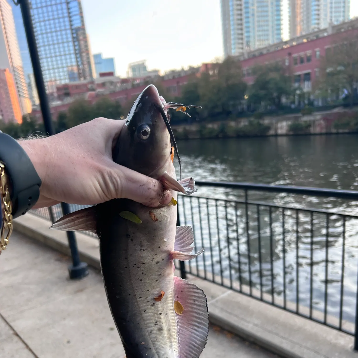 catch
