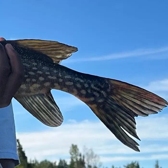 Northern pike caught on Fishbrain