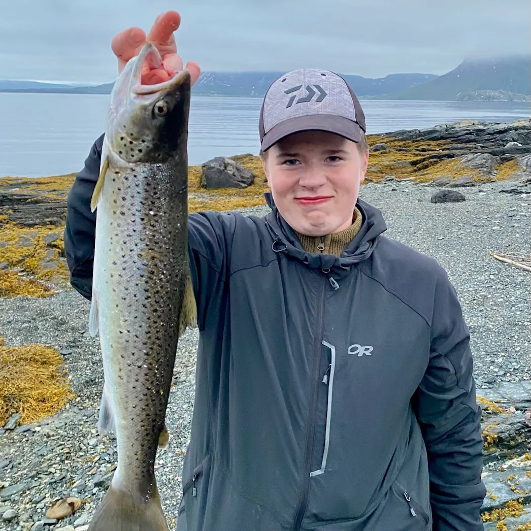 Sea trout caught on Fishbrain