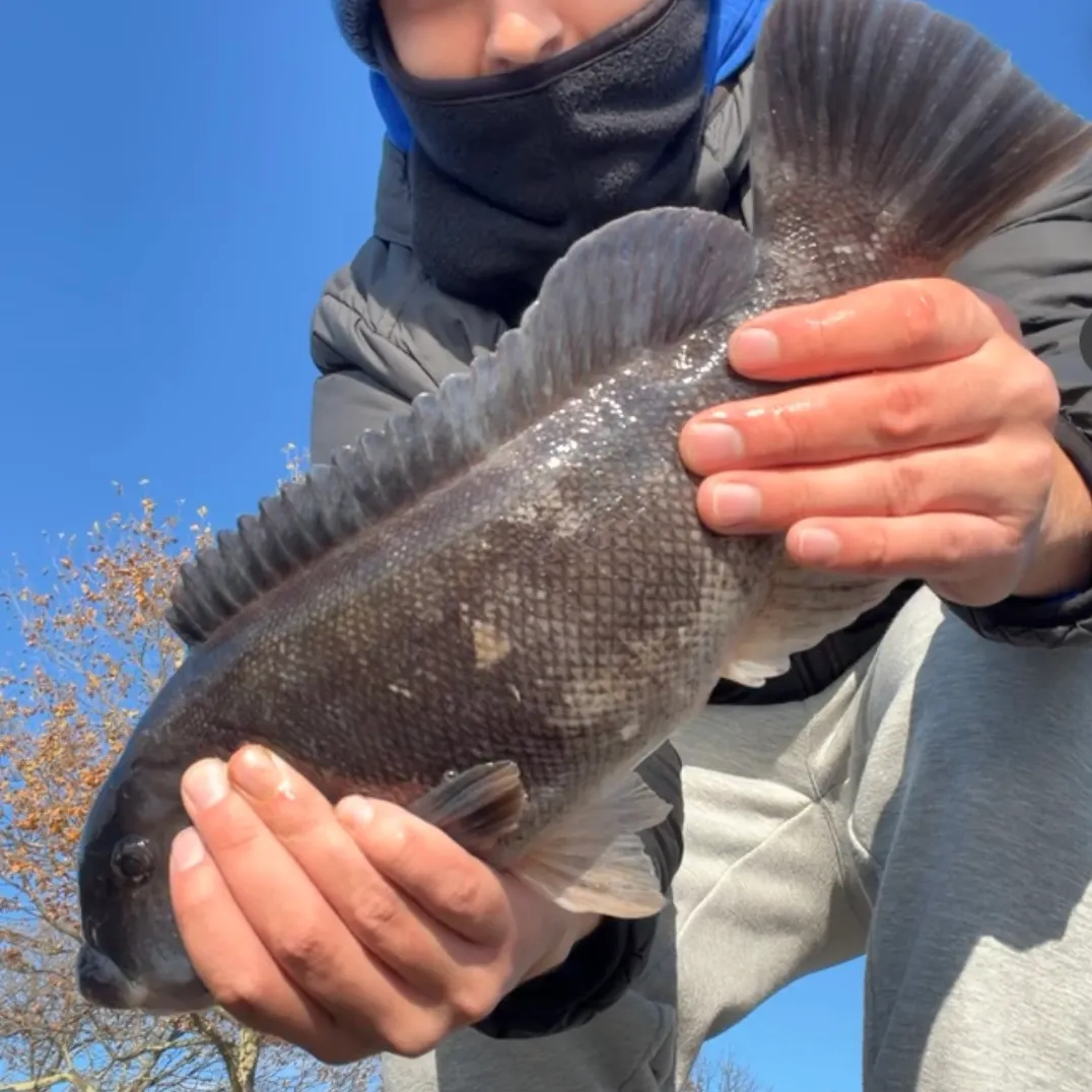 The most recent Tautog catches on Fishbrain