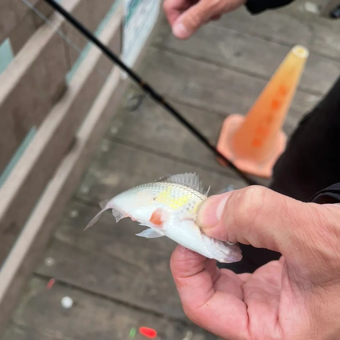 The most recent Pile perch catches on Fishbrain