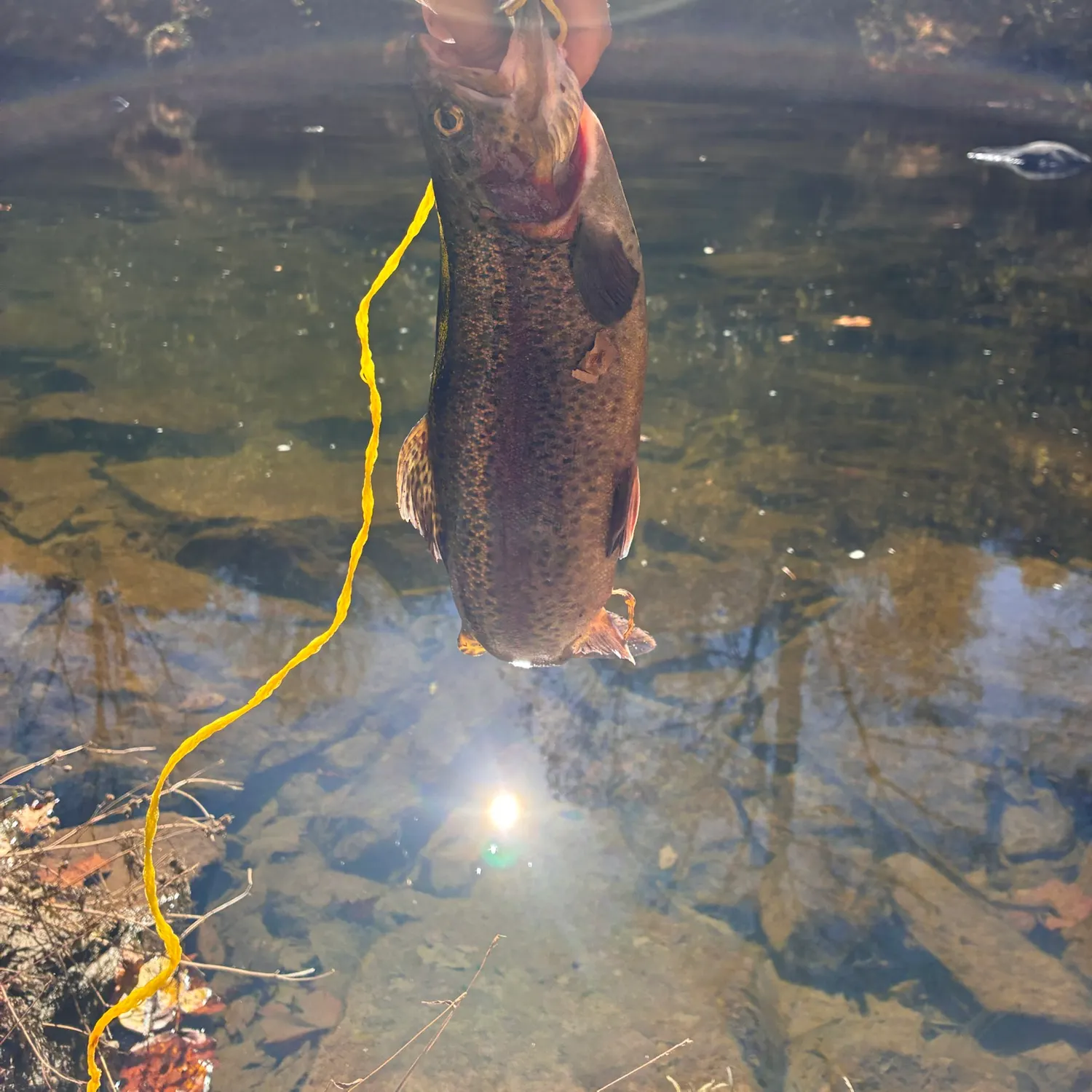 Rainbow trout caught on Fishbrain