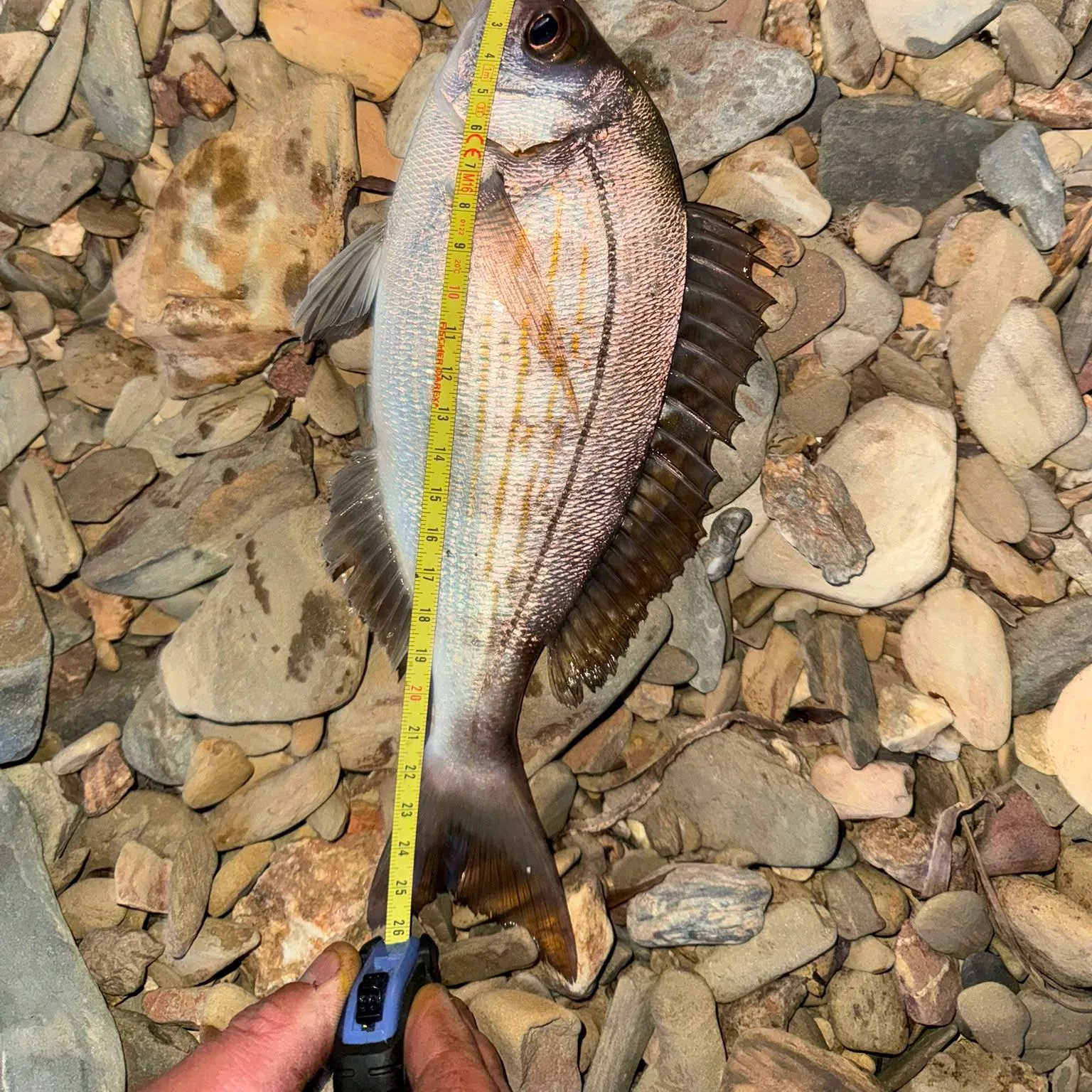 The most recent Striped seabream catches on Fishbrain