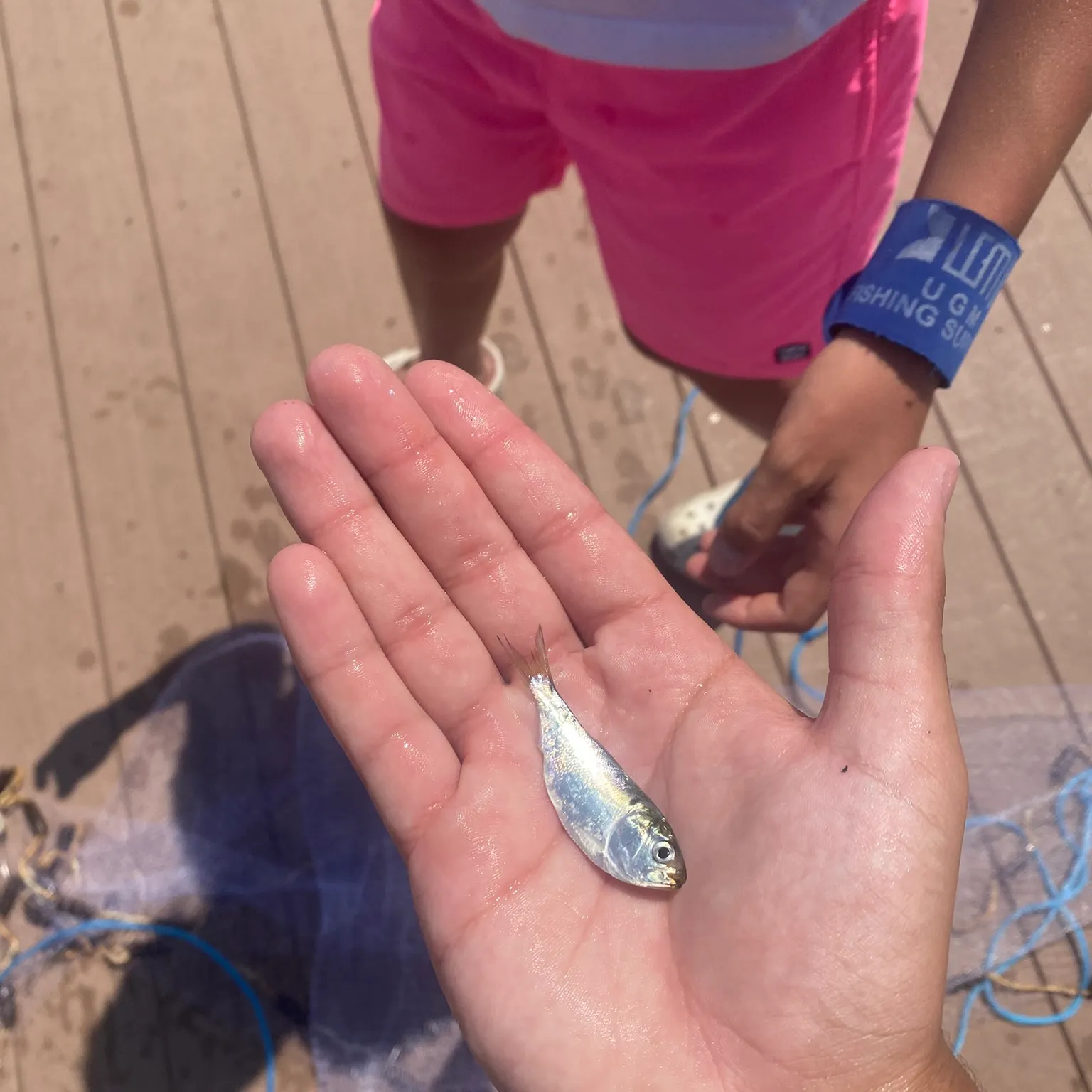 The most recent Atlantic herring catches on Fishbrain