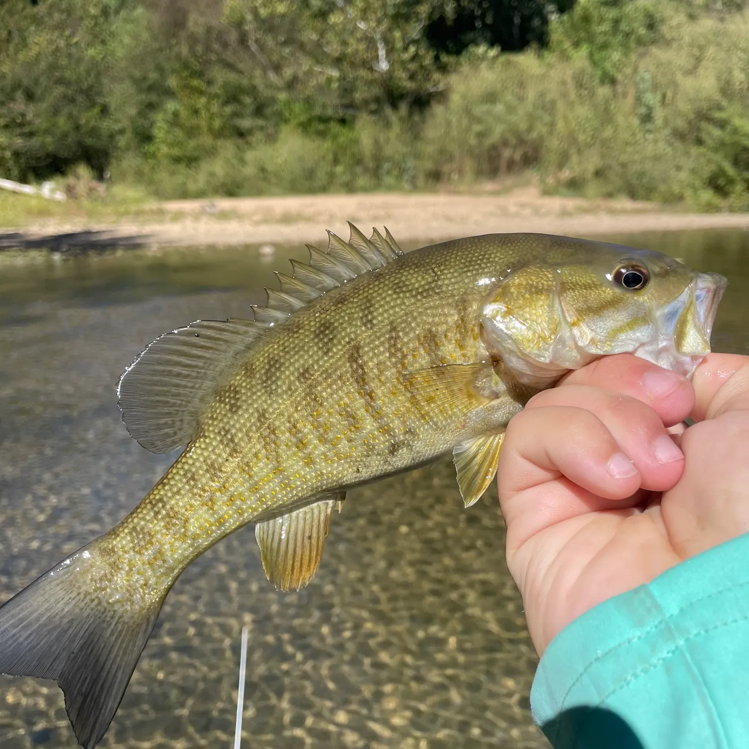 Smallmouth bass caught on Fishbrain