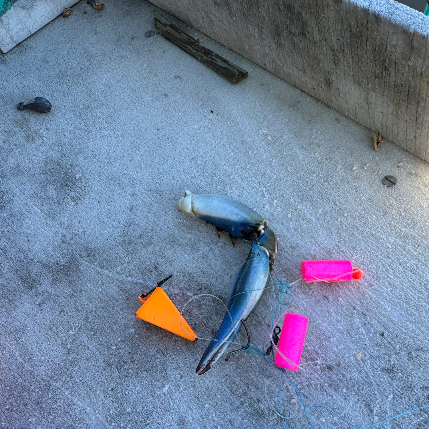 Blue crab caught on Fishbrain