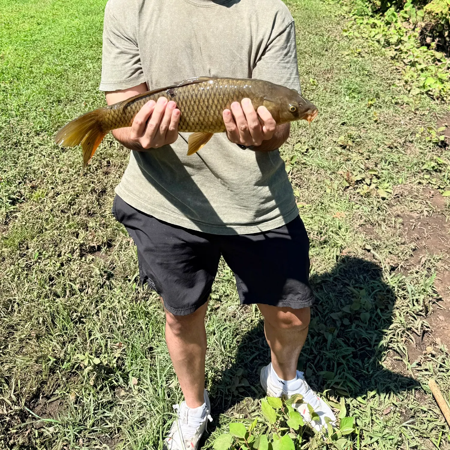 Common carp caught on Fishbrain