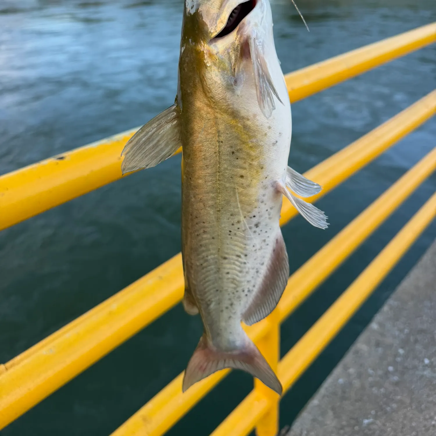Channel catfish caught on Fishbrain